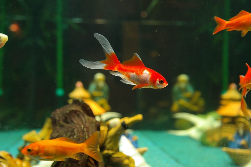 fishes-235784_1280