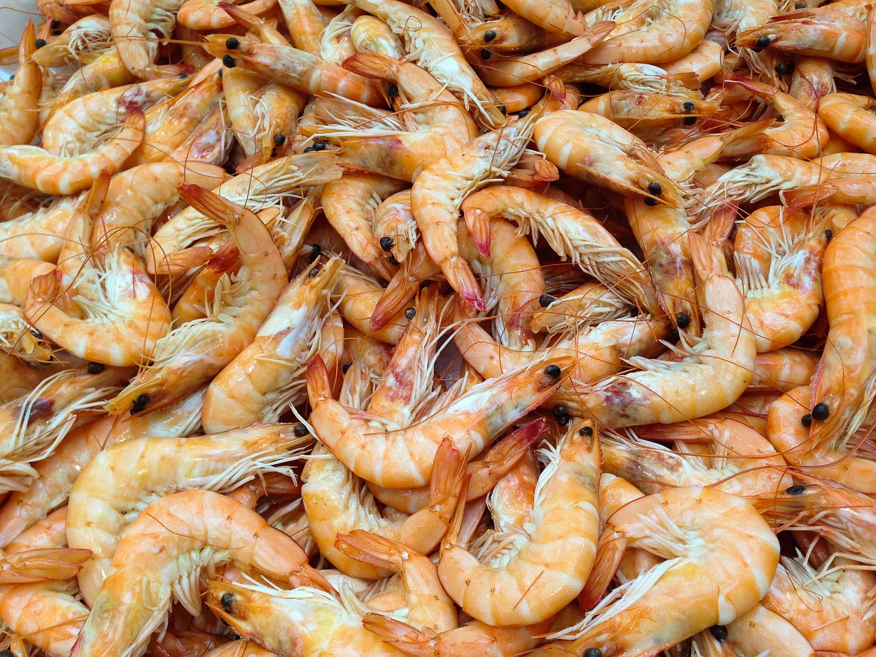 shrimp-727214_1280