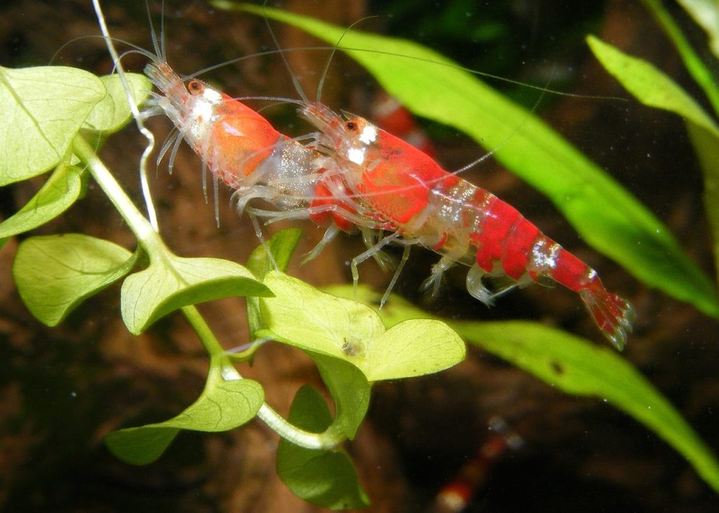 shrimp-864525_1280